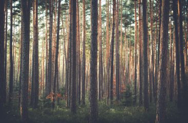 Bomen in een bos